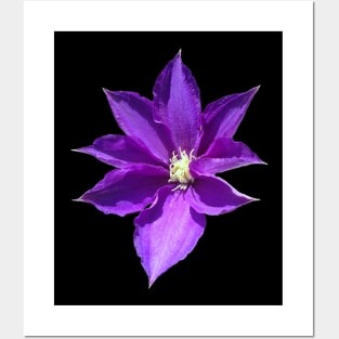 Purple Clematis Flower Posters and Art